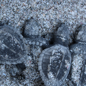 Greece 2027 - North Cestrian School - Turtles