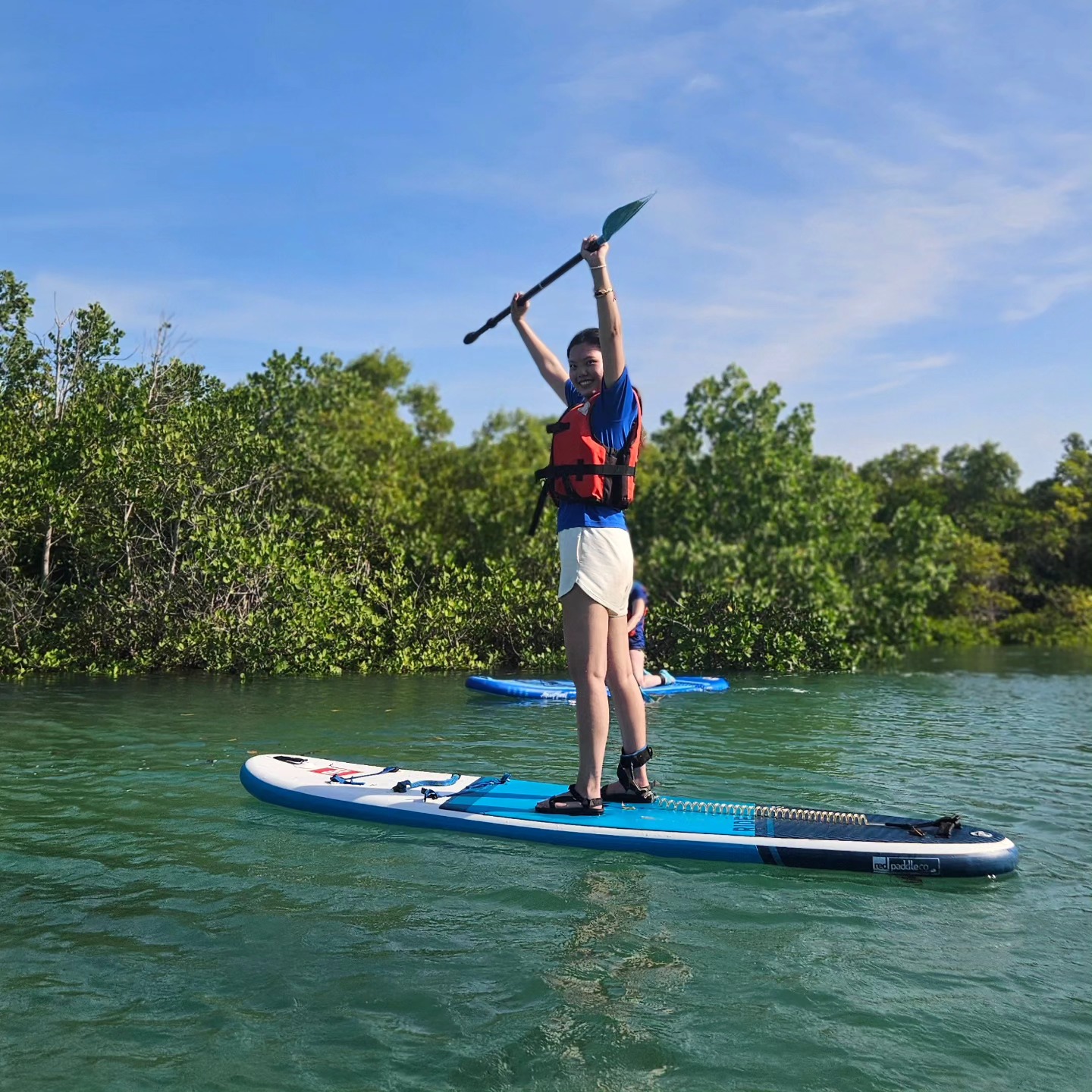 Mangroves in the news featured image